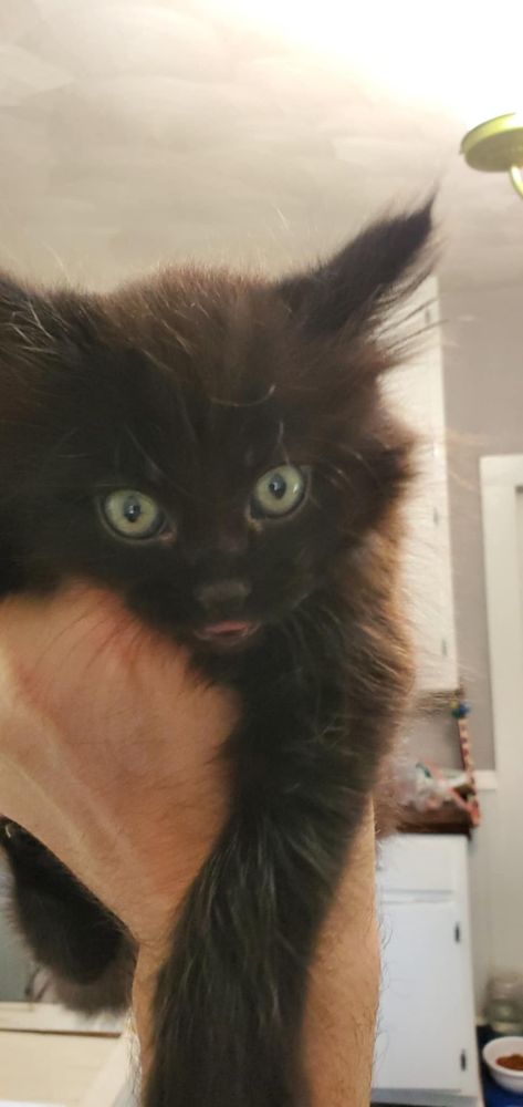 Baby Glitch. (Black fluffy kitten)