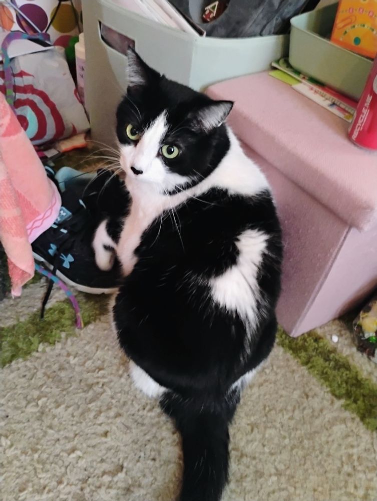 Little Kitty, a black and white cat looking surprised at the fact that cameras exist after taking her picture. 