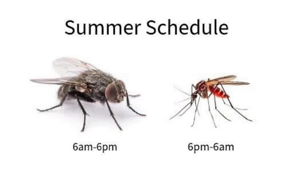“Summer Schedule.” A fly on the left, 6am to 6pm. A mosquito on the right, 6pm to 6am.