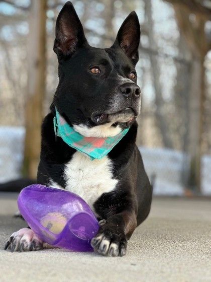 A black dog with white chest and paws lying with a dog toy. 
