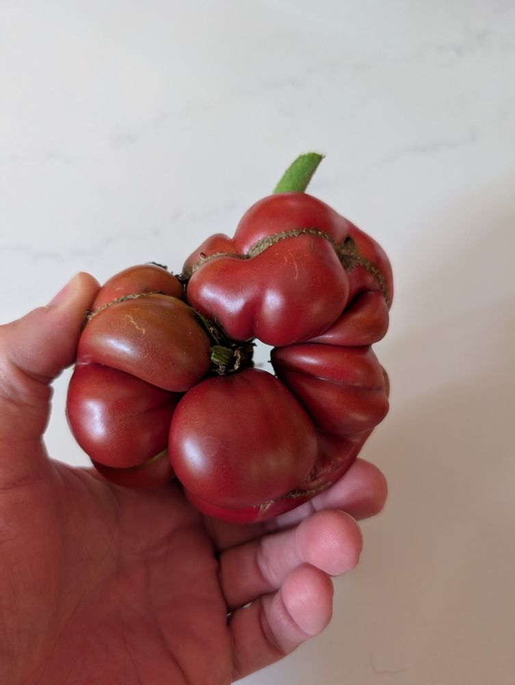 A tomato with a hollow center. 