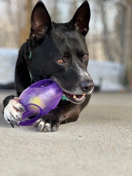 A black dog with white chest and paws chewing on a dog toy. 