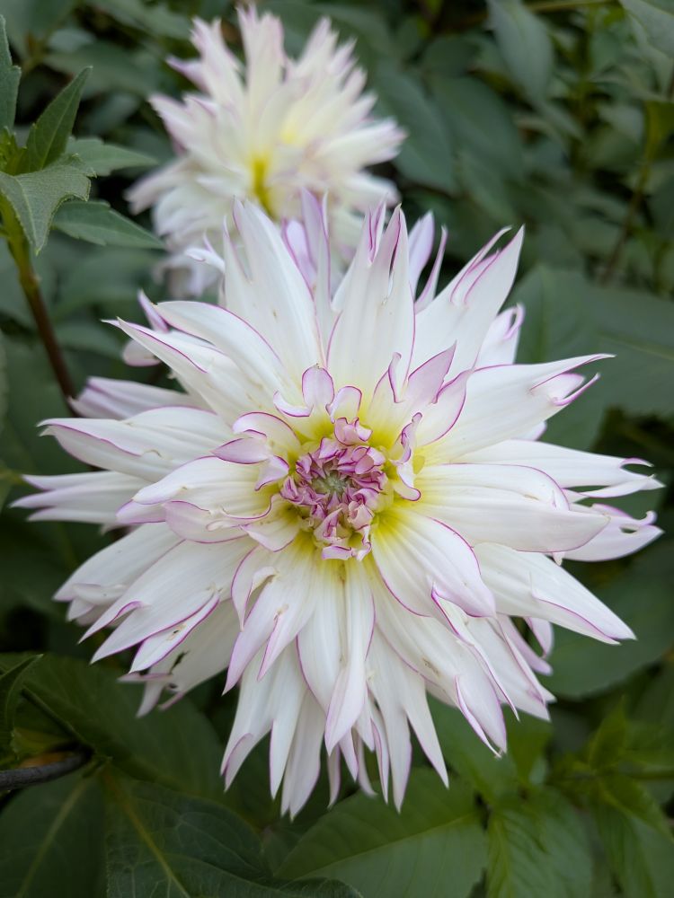 This image shows a beautiful dahlia flower with distinctive white petals that have delicate purple-pink edges. The flower displays the characteristic spiky, pointed petal formation typical of certain dahlia varieties, with multiple layers creating a full, textured bloom. The center shows yellow and green tones with some purple coloring. There's a second dahlia visible in the blurred background, and the flowers are surrounded by green foliage. This appears to be a decorative or dinner plate dahlia variety, photographed in what looks like a garden setting.