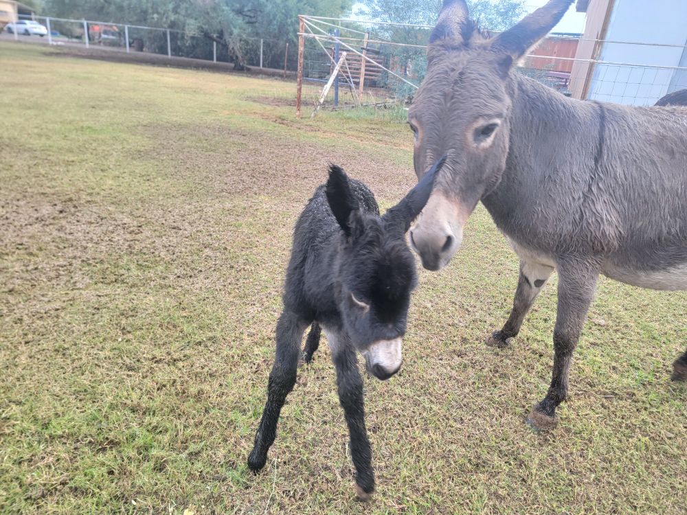 Baby Donkey foal standing by her mother