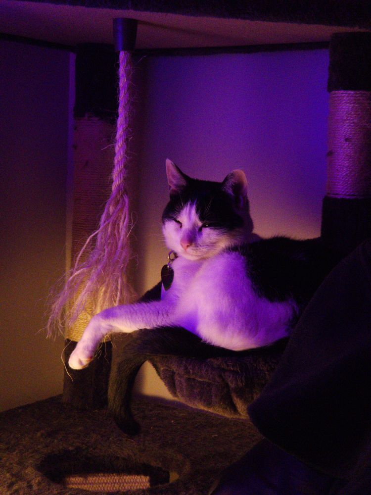 Poppy the cat, (almost) sleeping in his cat tree.