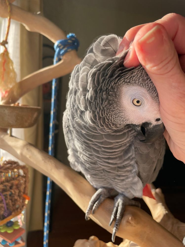 A Congo African Grey parrot cuddling into the palm of his owner’s hand. 