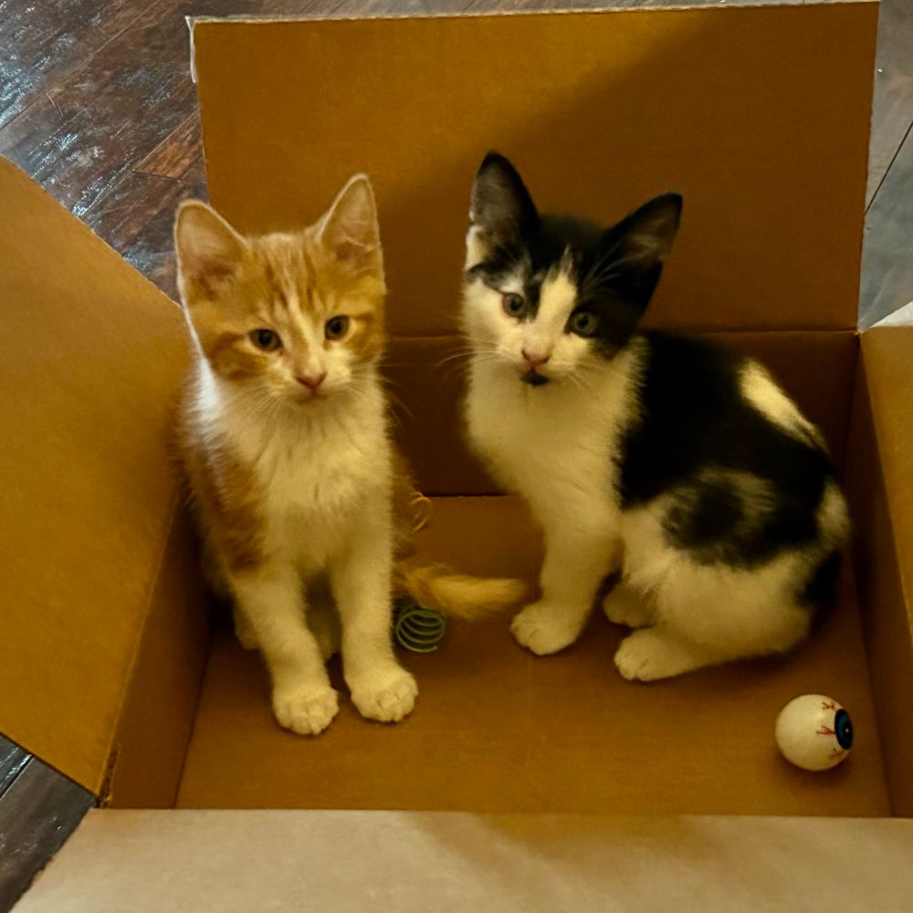 An orange and white kitten sitting in a box next to a black and white kitten.  They are both facing the camera. 