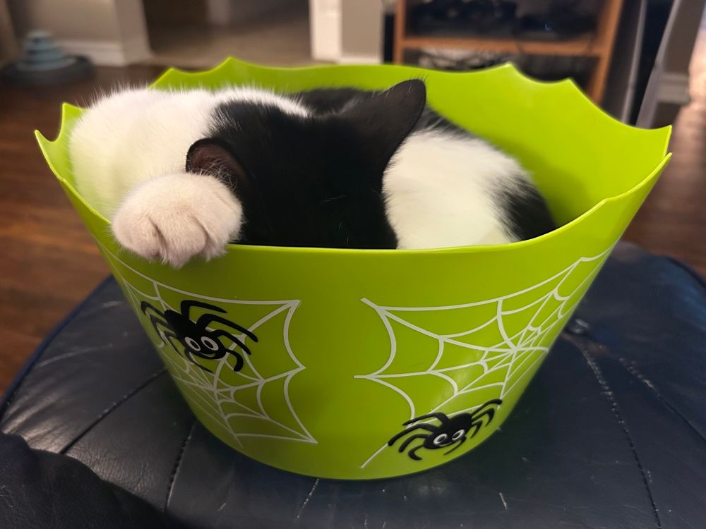 A black and white kitten curled up in a green bowl with cartoon spiders and spiderwebs on the side.
