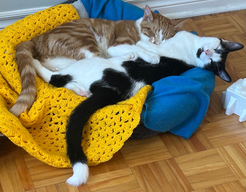 An orange and white kitten cuddled up against a black and white kitten. Both are sleeping on a cat bed covered with a yellow crochet blanket and a blue fleece blanket