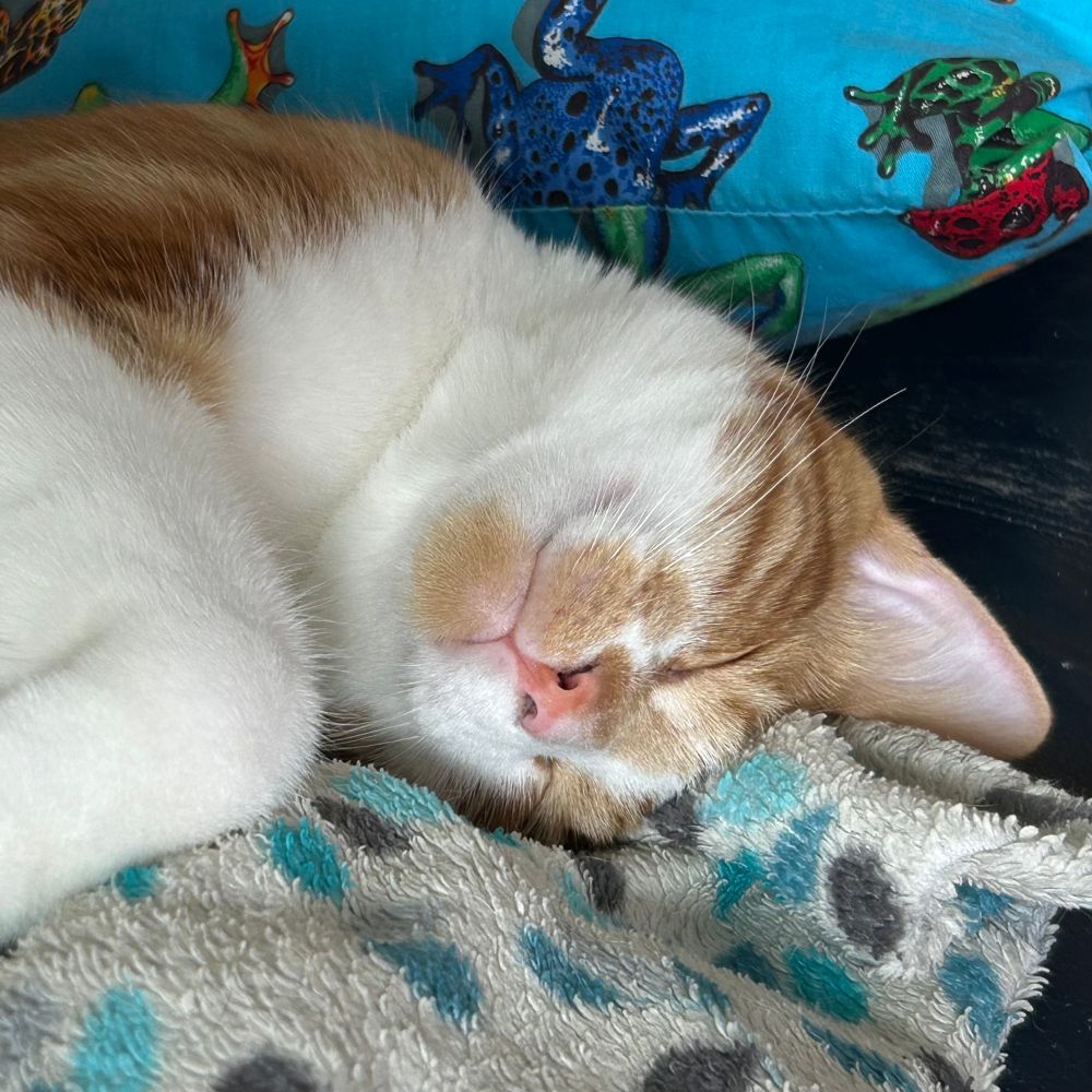A close up of an orange and white cat sleeping on a fuzzy white blanket covered with blue leaves. In the background is a blue pillow with frogs on it.