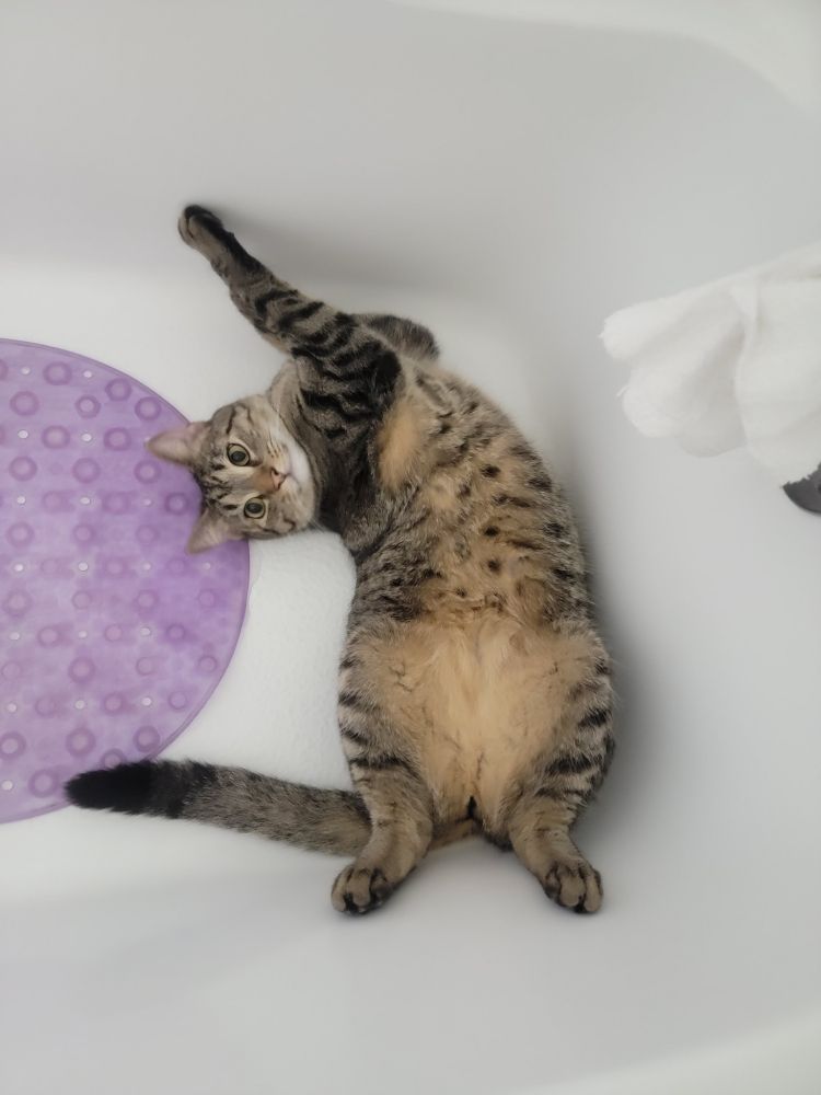 A tabby cat laying in a silly pose in the bottom of a bathtub