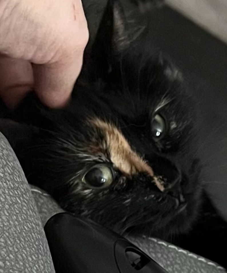 Face of black kitten who has a ginger stripe from the top of her forehead down to her nose. 