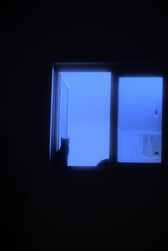 Eine Katze in einem hell erleuchteten Fenster