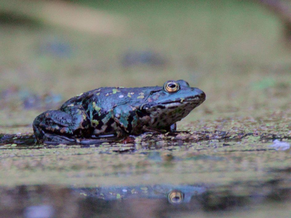 Ein Frosch in Nahaufnahme