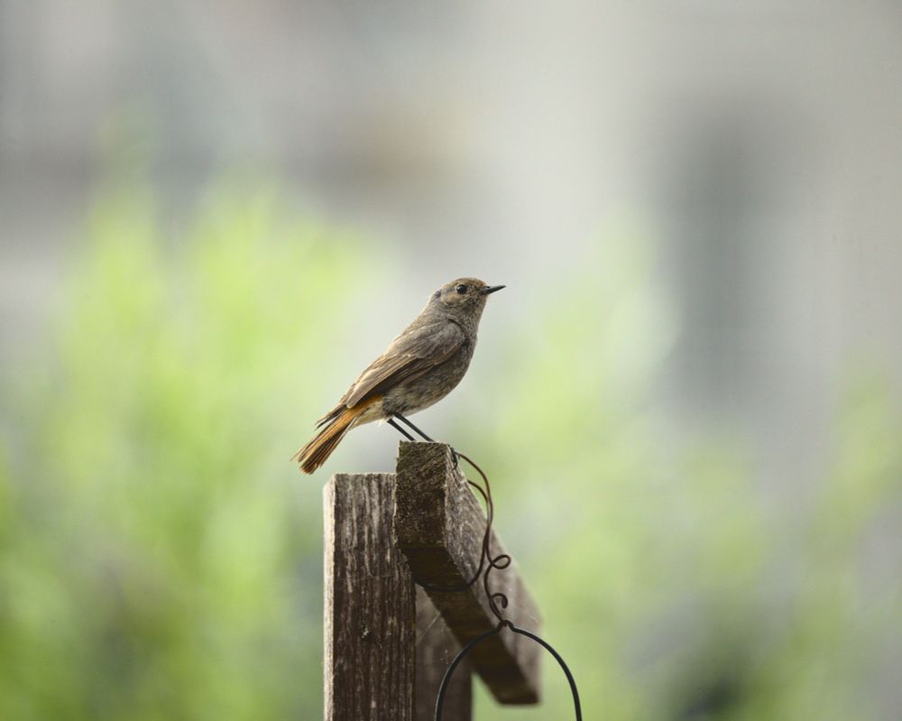 Ein Hausrotschwanz-Weibchen im Urban Garden der HTW