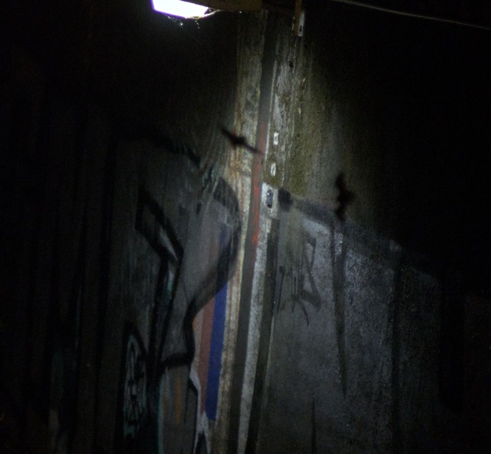 Zwei Fledermausschatten vor einer mit Grafitti besprühten Wand