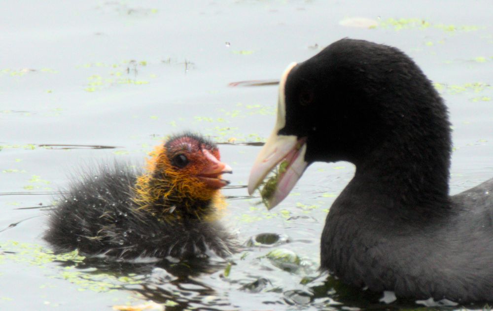 Ein Blässhuhn Jungvogel der von seinem Elternteil gefüttert wird