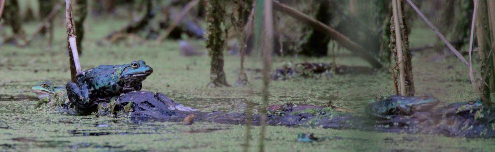 Mehr Frösche im Teich als man auf den ersten Blick sieht