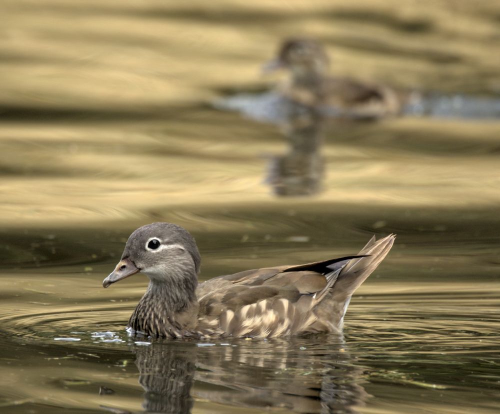 Mandarin Enten Weibchen, mit Jungvogel im Hintergrund, im Landwehr Kanal