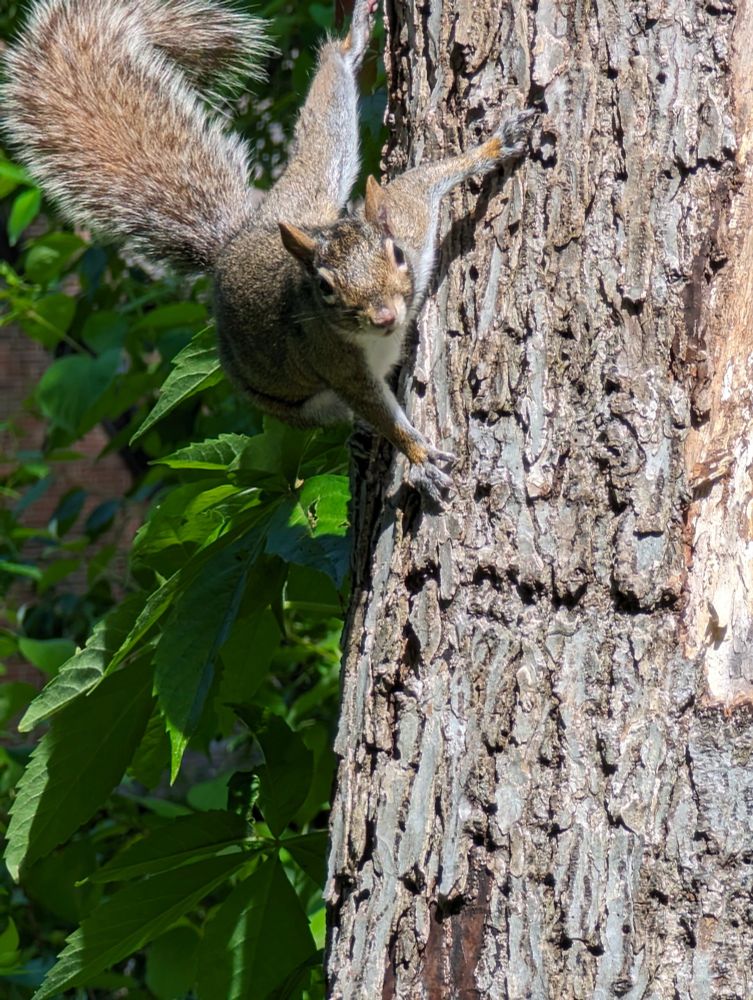 Picture of a squirrel on a tree looking at the camera.
