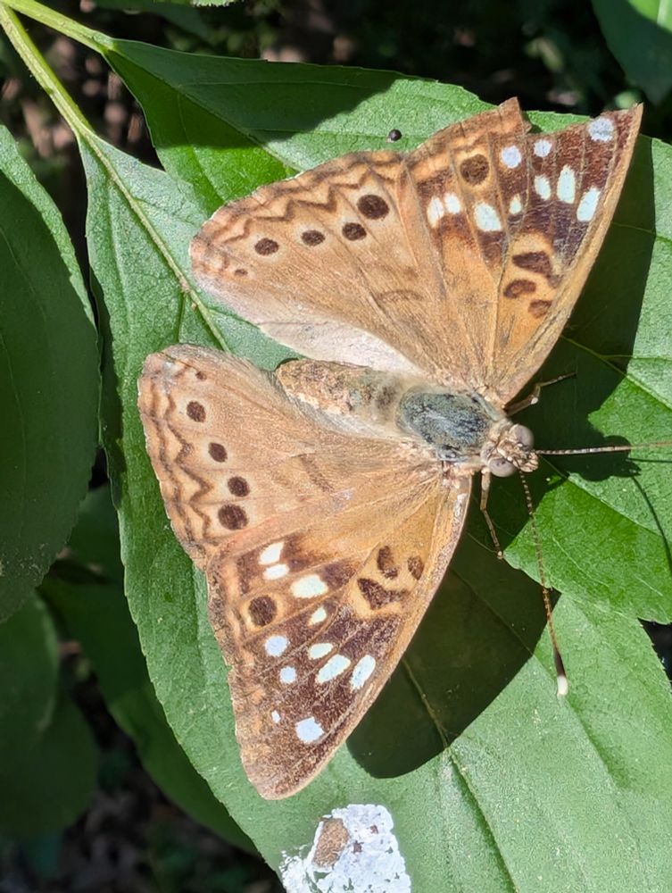 A butterfly sitting on a leaf of a tree. It is mostly tan with some brown mottling and dark brown and white spots.