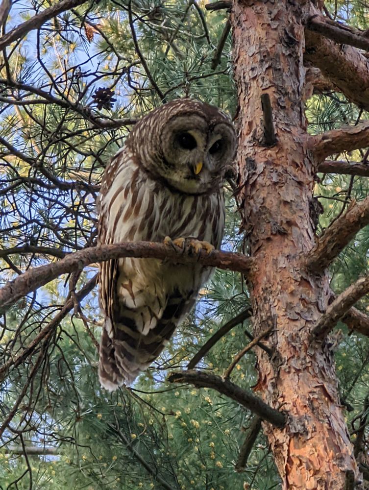 Barred Owl sitting in a pine tree looking down at my dog (not pictured).