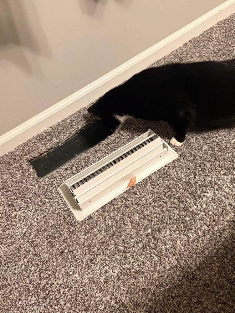 cat sticking head in vent hole in floor after pulling it out