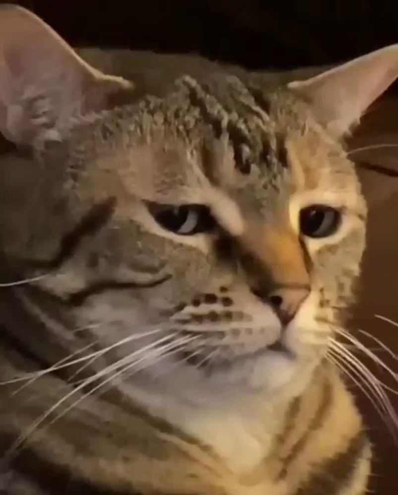 a close up of a cat 's face with a white whisker