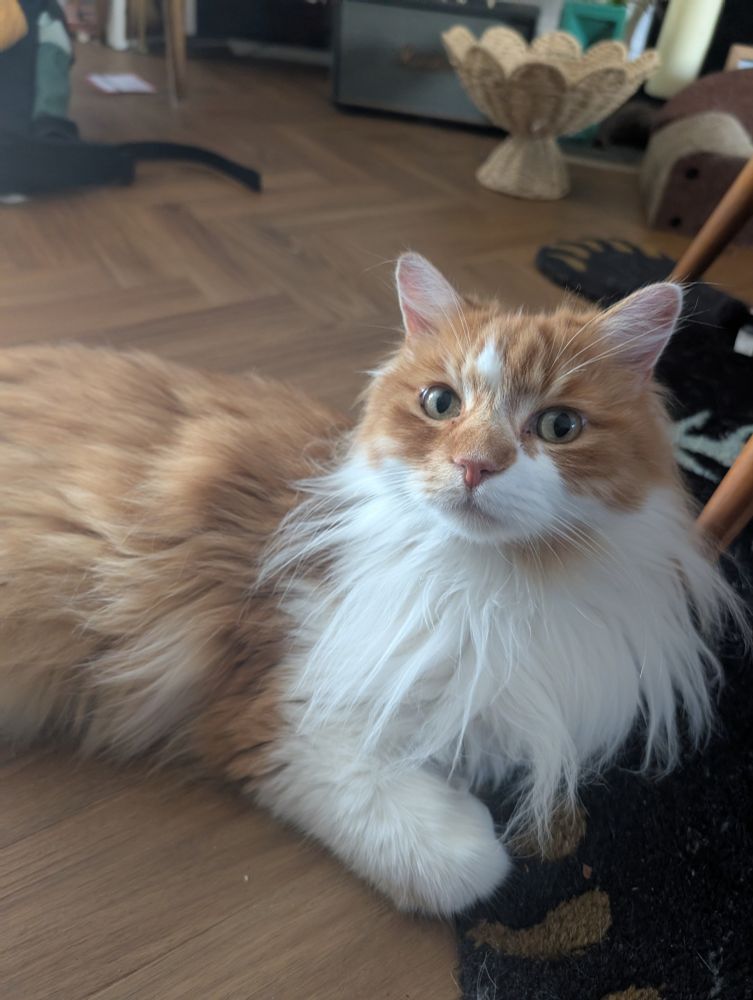 Fluffy ginger and white cat