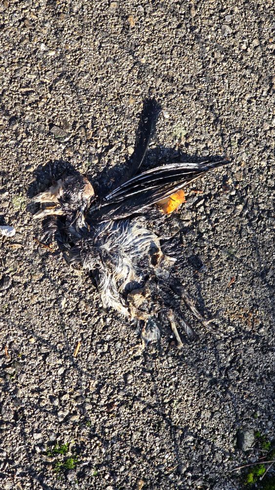 Vysušený Skelet mŕtveho väčšieho vtáka, prejdeného/zrazeného vozidlom. Pravdepodobne holub.