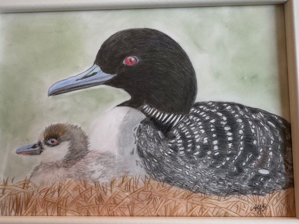 Drawing on common loon with chick, colored pencil and pan pastel. Nestled in grasses 