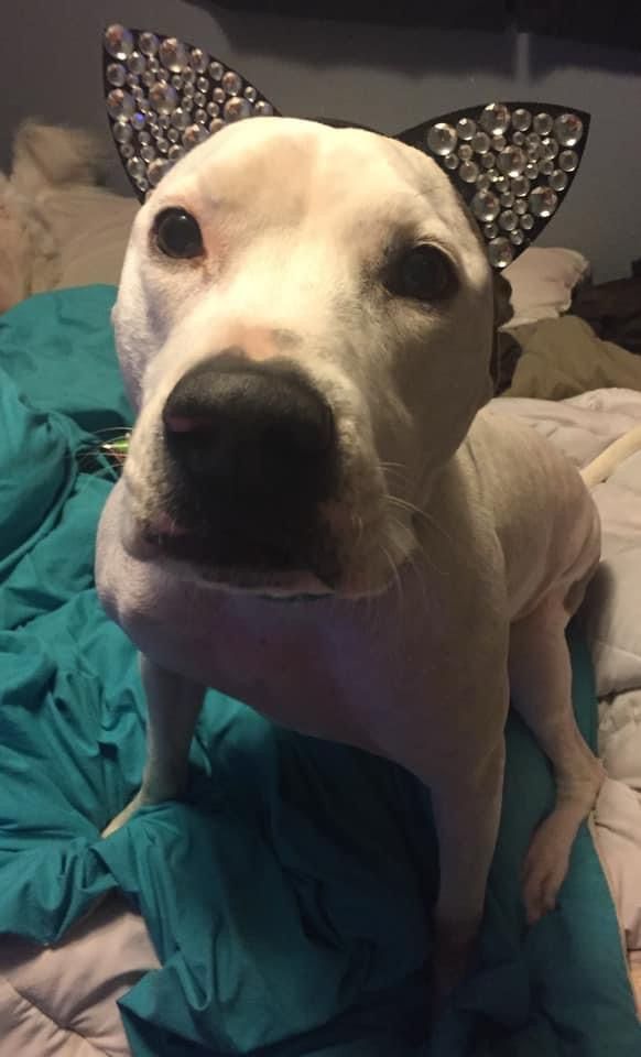A white pitbull mix puppy sitting on a bed with sparkly cat ears on her head. She looks adorable 