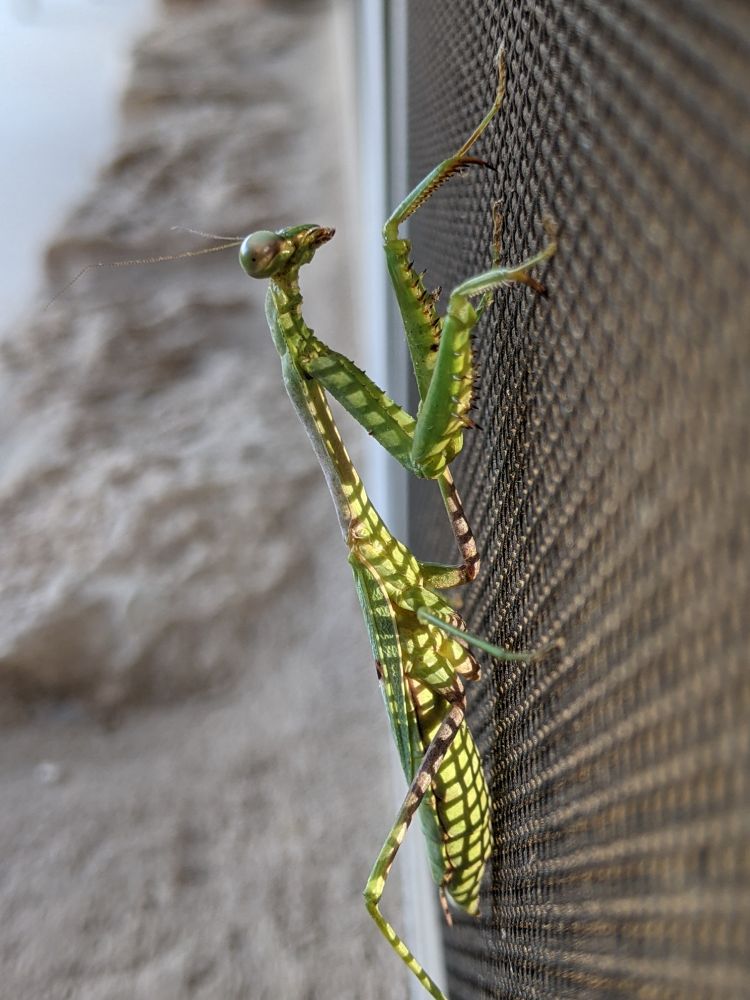 Praying mantis on window screen