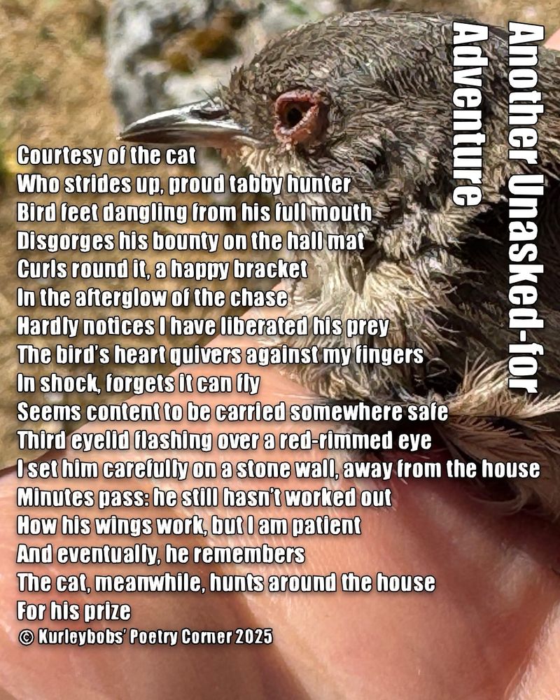 Close-photo of a juvenile Sardinian warbler we rescued from our cat, Risca. It is in my hand, I was terrified it would just die there and then. 

Another Unasked-for Adventure 

Courtesy of the cat
Who strides up, proud tabby hunter
Bird feet dangling from his full mouth
Disgorges his bounty on the hall mat
Curls round it, a happy bracket 
In the afterglow of the chase
Hardly notices I have liberated his prey
The bird’s heart quivers against my fingers 
In shock, forgets it can fly
Seems content to be carried somewhere safe
Third eyelid flashing over a red-rimmed eye 
I set him carefully on a stone wall, away from the house 
Minutes pass: he still hasn’t worked out
How his wings work, but I am patient 
And eventually, he remembers 
The cat, meanwhile, hunts around the house 
For his prize
