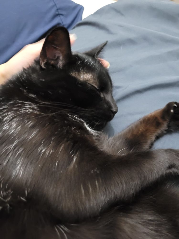A black cat sleeping in a very cute way.