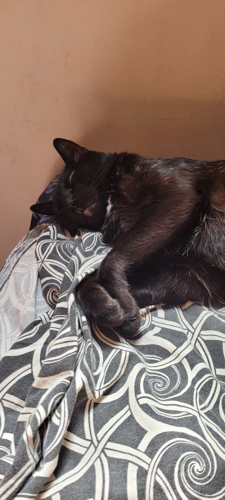 A cute black cat sleeping