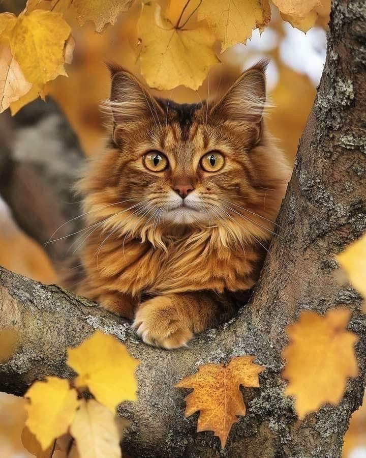 #autumn #november #listopad #podzim #kočky #kočka #cz #czech #cats #cat #catloverd #picoftheday