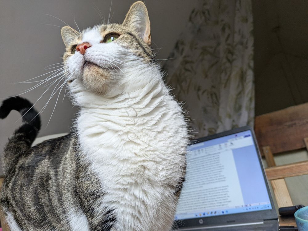 Cat in front of laptop