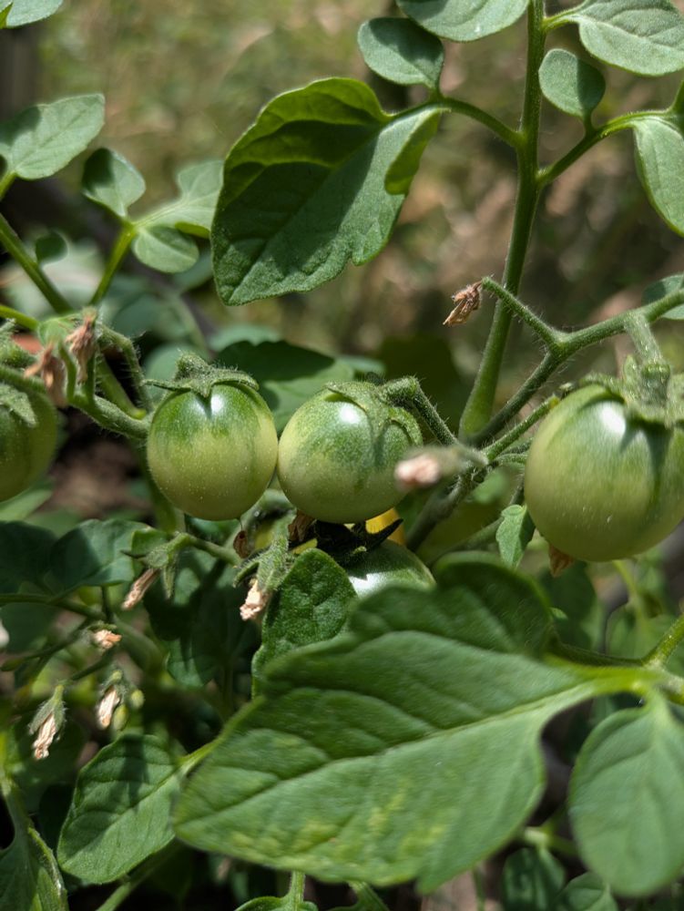 Three green tomatoes on the vine 