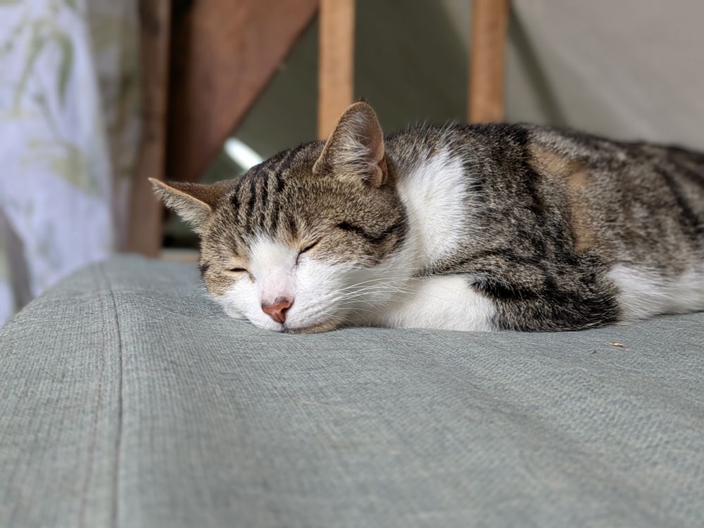 Cat sleeps on a cushion