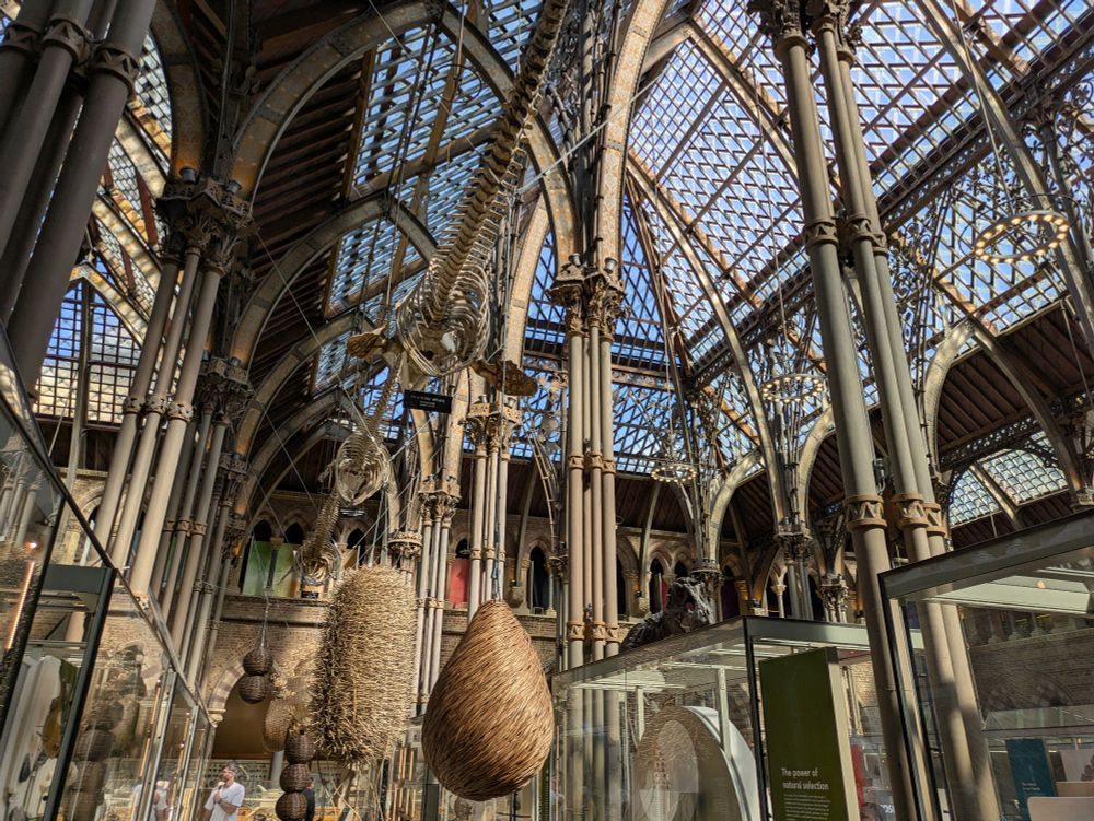 Inside the Pitts Rivers museum in Oxford, high beamed ceilings in a church like formation 