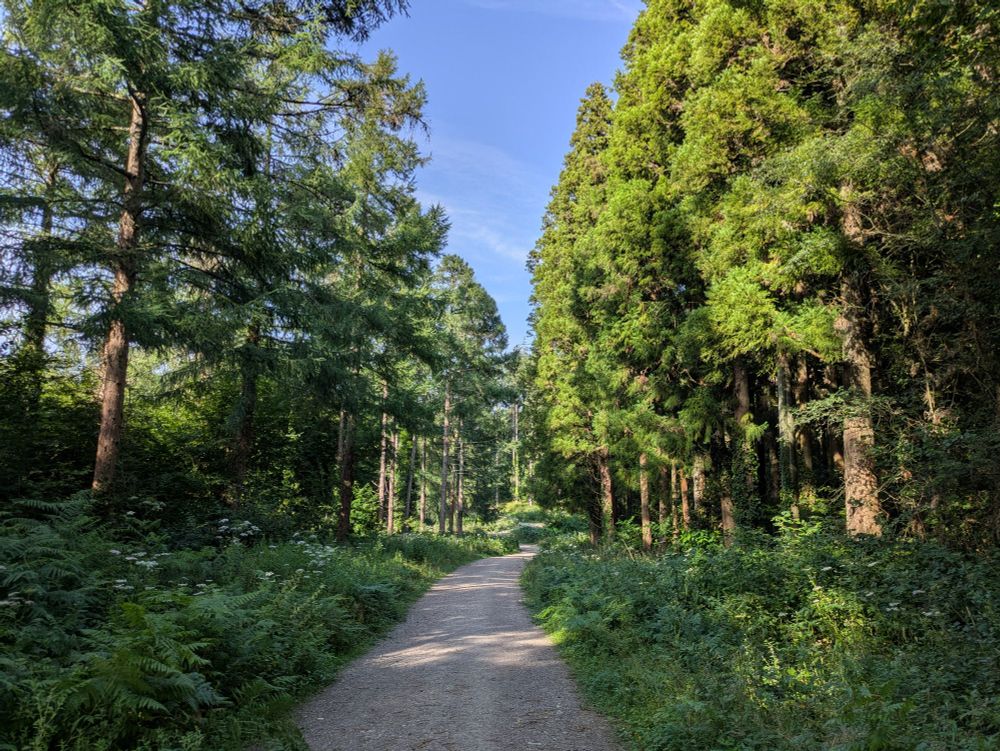 Trees lining a path flanked by ferns