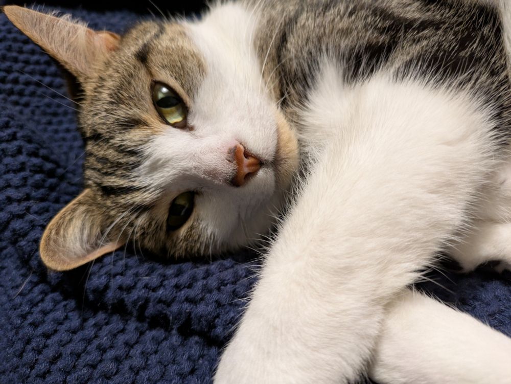 A tabby cat with a heart shaped nose 
