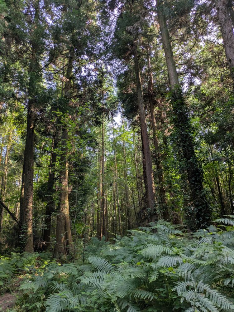 Trees and ferns inside a woodland 