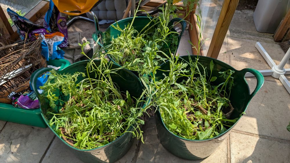 Three trugs absolutely full of perennial wildflowers! The fabric planters are no longer visible beneath all the foliage and they aren't in flower yet. 

Many of them look a bit wilty, but they will soon recover from the shock of having their roots separated from the rootbound plugs they were grown in.