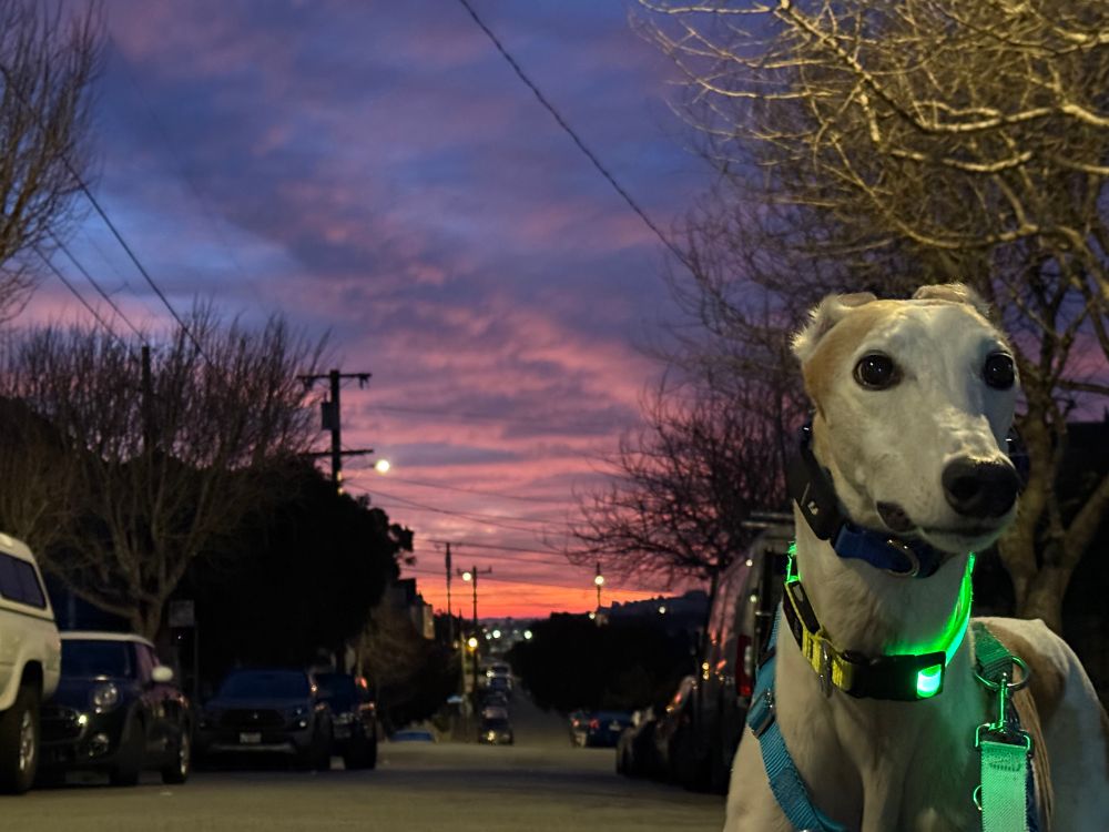 Greyhound with pink purple clouds in sky before sunrise 
