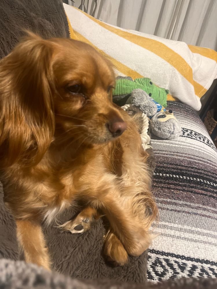 Honey is famous on Blue Sky. She would never be seen on that other platform!