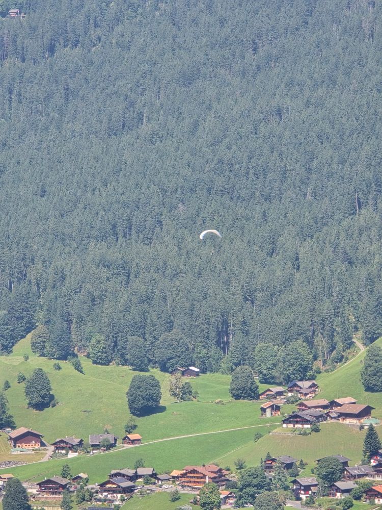 A photo of a forest on a mountain in Switzerland. There is a town at the bottom of the photo with red buildings. In the middle is a paraglider with white chute. 