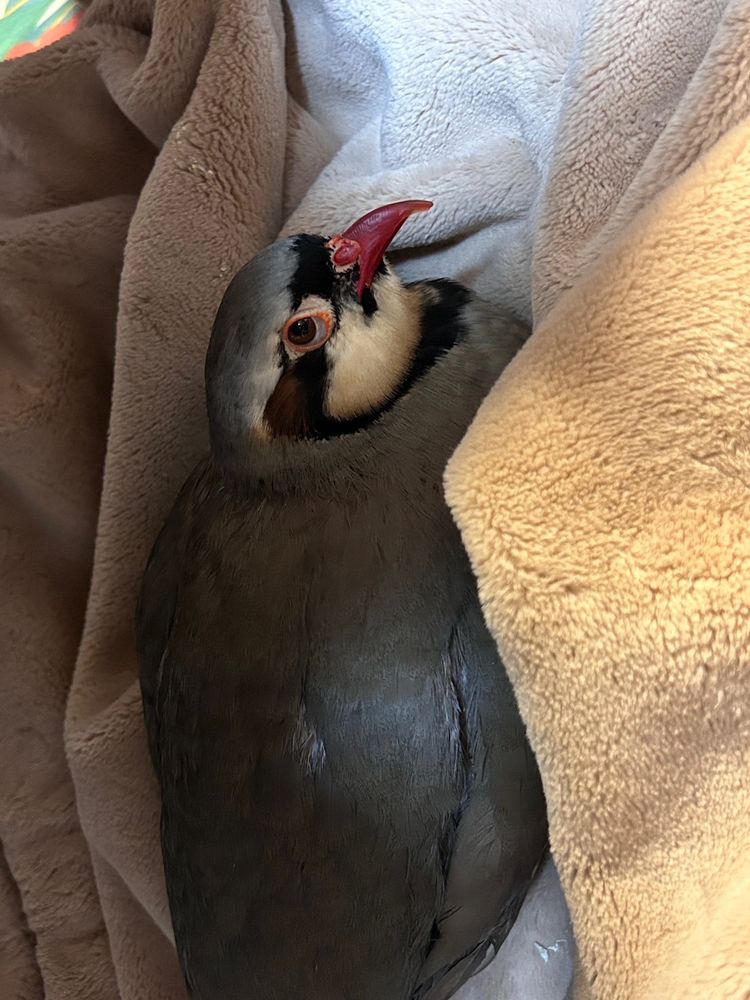 ペニーワイズ・イワシャコ