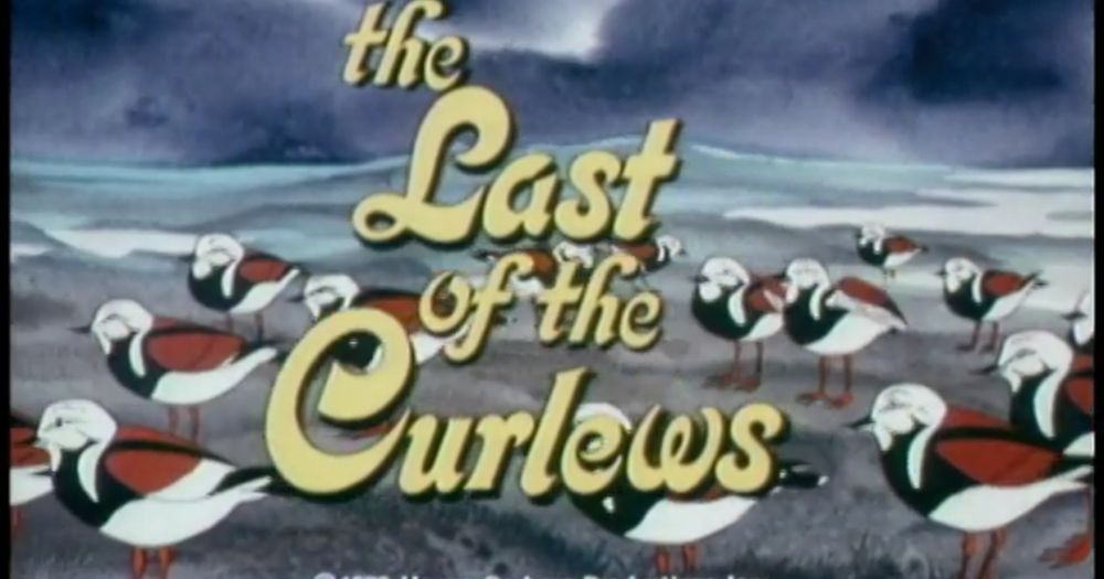 Afterschool Sessions: The Last of the Curlews